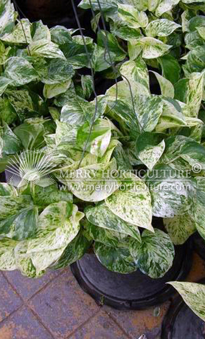 Epipremnum aureum marble queen